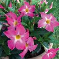 Dipladenia Bella Pink Star