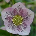 Helleborus Pink Spotted - Elleboro