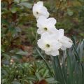 Narciso coronato Piper's End