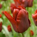 Tulipano Trionfo Jan Reus