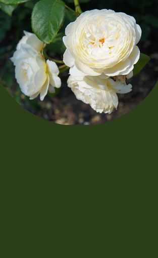 Scoprite la nostra selezione a prezzi convenienti