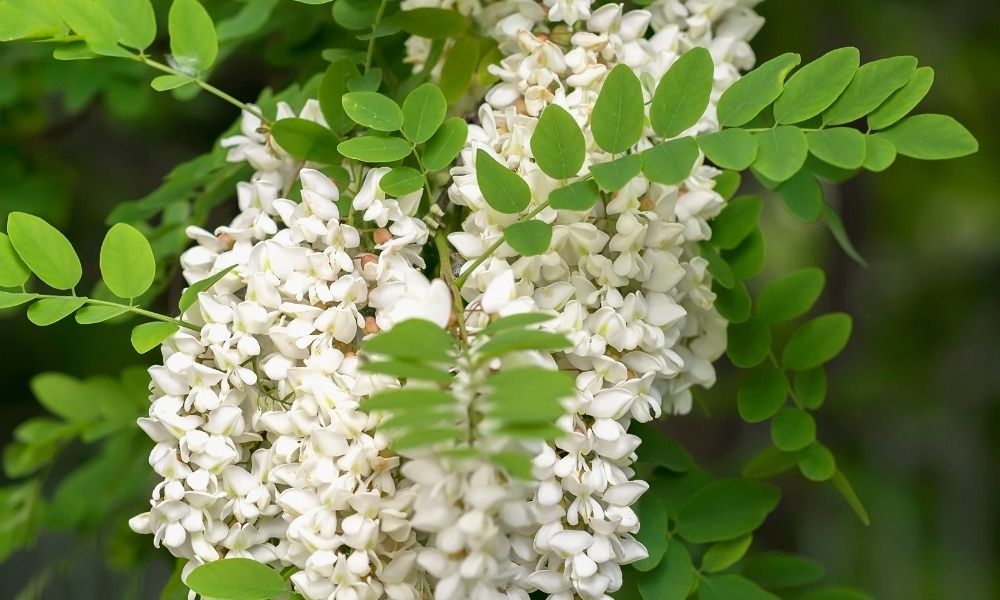 Oltre 500 varietà in promozione in questo momento!