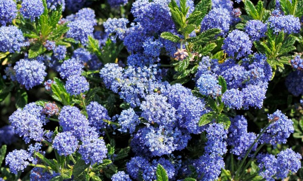 Scopri i più bei arbusti a fioritura primaverile per abbellire il tuo giardino!