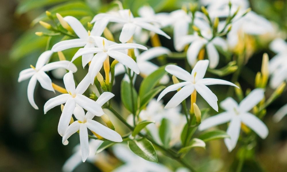 Aggiungi un tocco di incantevole fragranza e bellezza al tuo giardino con i nostri gelsomini