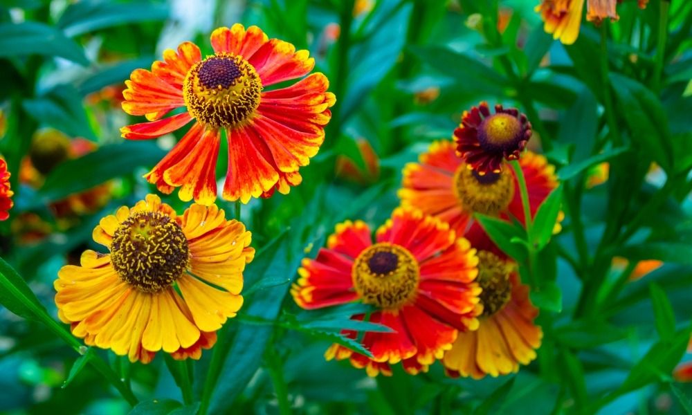 Prolunga la bella stagione nel tuo giardino con le piante perenni a fioritura tardiva!
