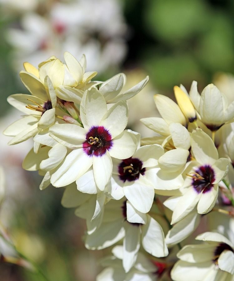 Un centinaio di varietà inedite da scoprire