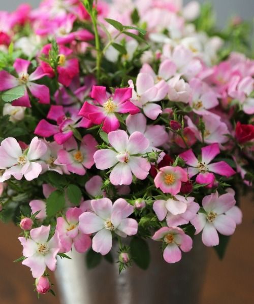 Lasciati conquistare da queste straordinarie novità in formato mini!