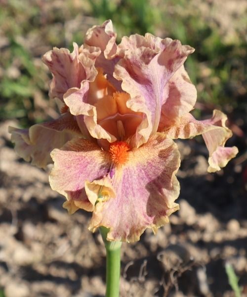 Novità IRIS GERMANICA