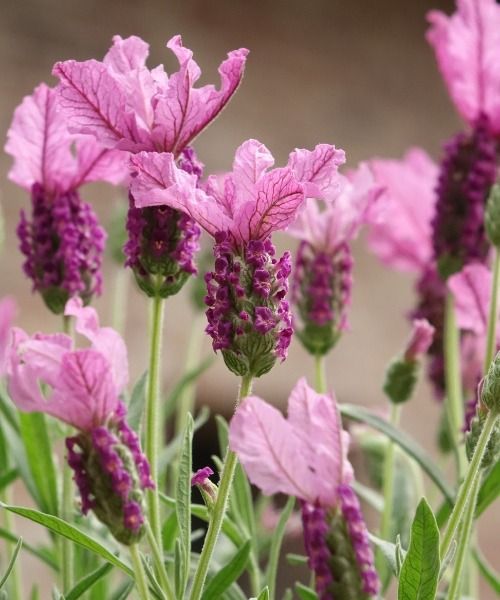 Le piante più belle del momento!