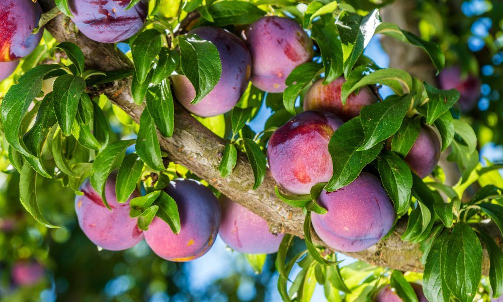 È il momento migliore per piantare i vostri alberi da frutto