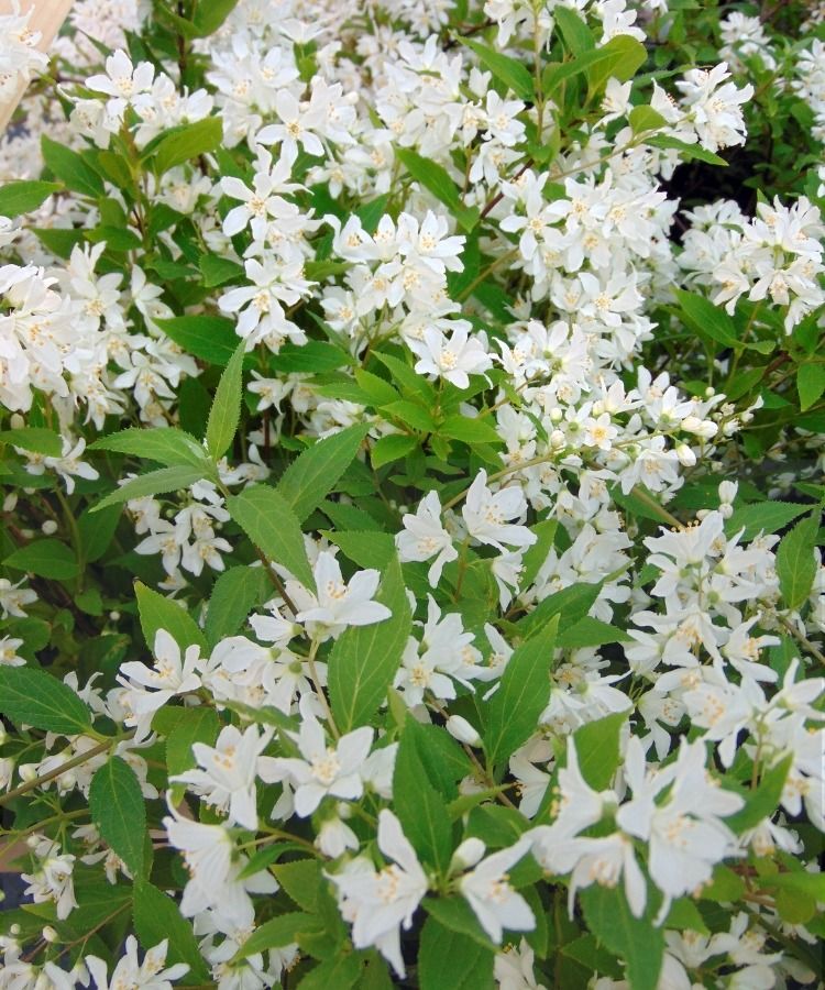La Deutzia Yuki Snowflake in vaso da 2L / 3L costa 15 € invece di 24,50 €!