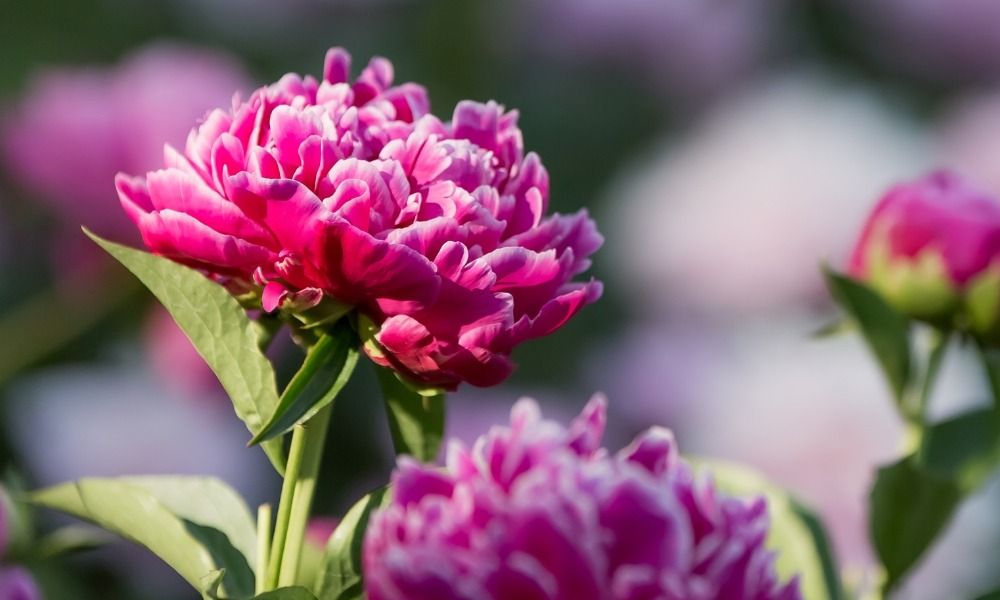 Le peonie a radice nuda sono tornate!