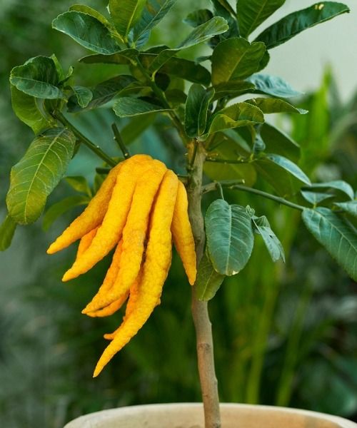 Scopri le nostre offerte sulle piante eccezionali che sfidano il caldo e abbelliscono il tuo giardino!