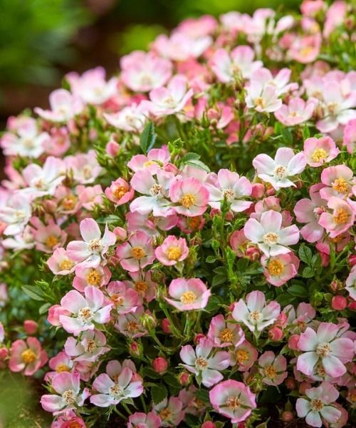 Centinaia di rose, infiniti tesori da scoprire!