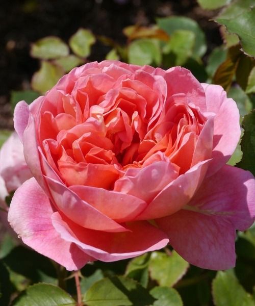 Invita le stelle dell'estate nel tuo giardino