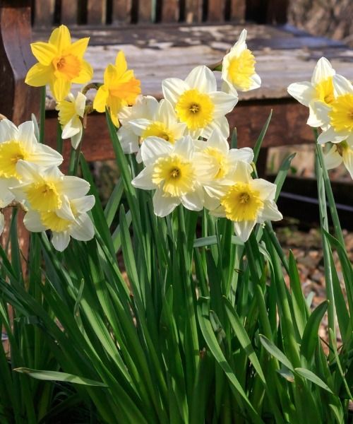 Acquista i tuoi bulbi da fiore primaverili preferiti!