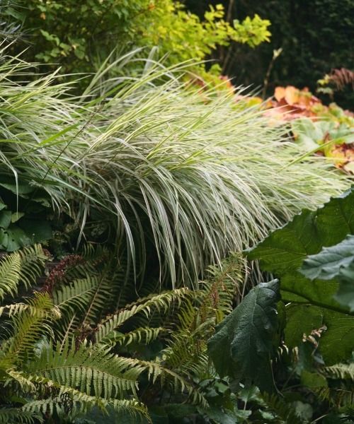 Fino al 20% di sconto su una selezione di piante!