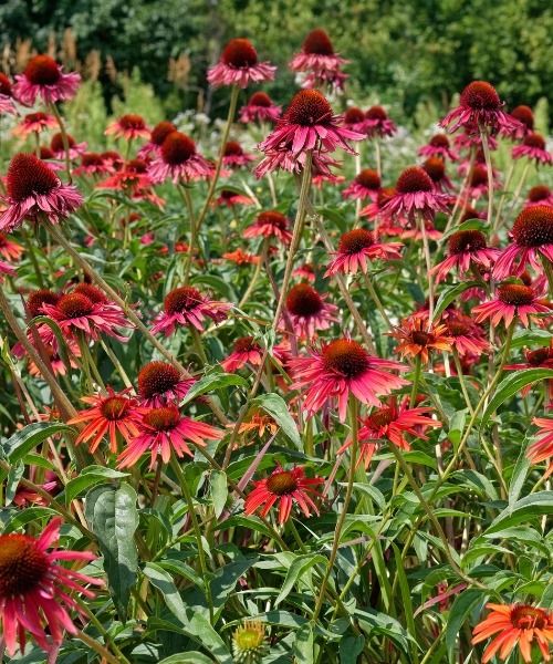 Fino al 40% di sconto su oltre 150 varietà!