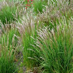 Melica ciliata - Melica barbata