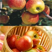 Duo impollinatore di mele da tavola Delbard con raccolta scalare