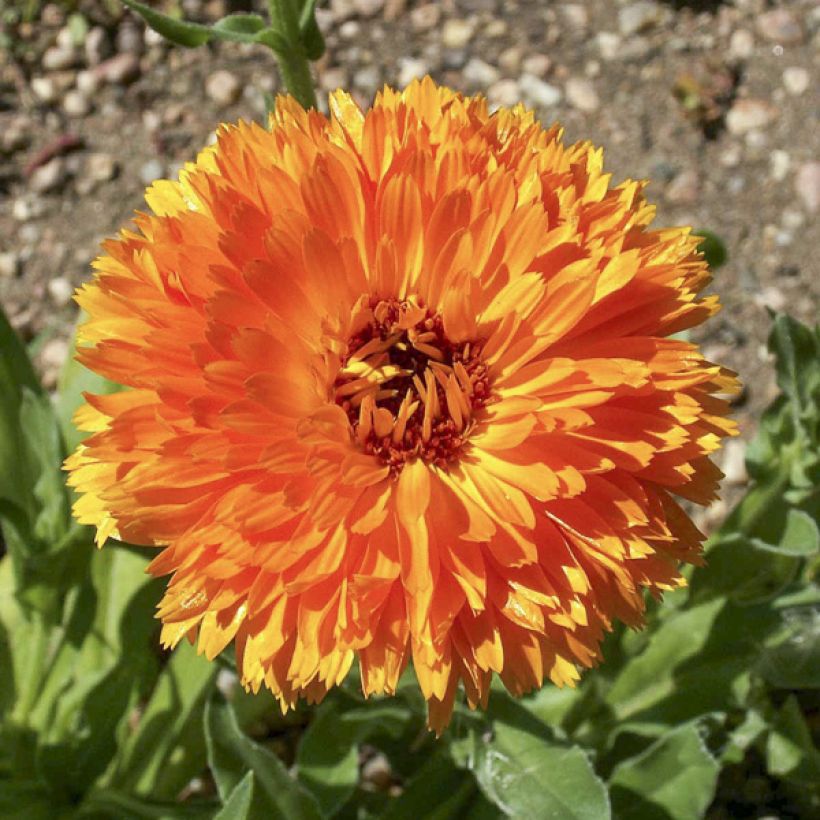 Calendula officinalis Ball’s Orange - Calendola (Fioritura)