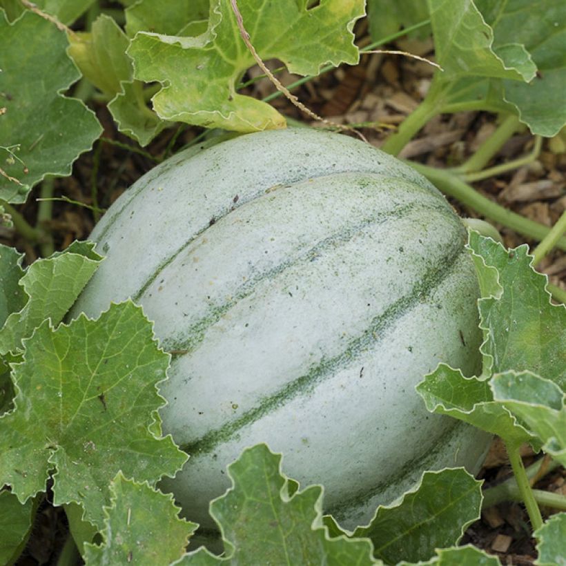 Melone Antico Vieille France Bio - Ferme de Sainte Marthe (Raccolta)