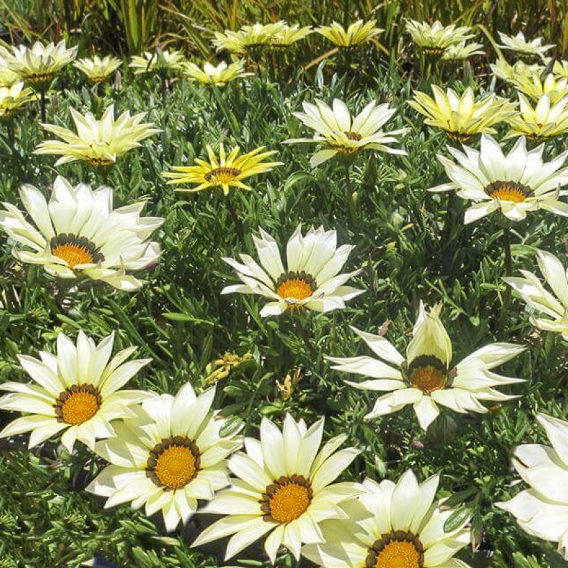 Gazania rigens Kiss White F1 - Gazania del Capo (Fioritura)