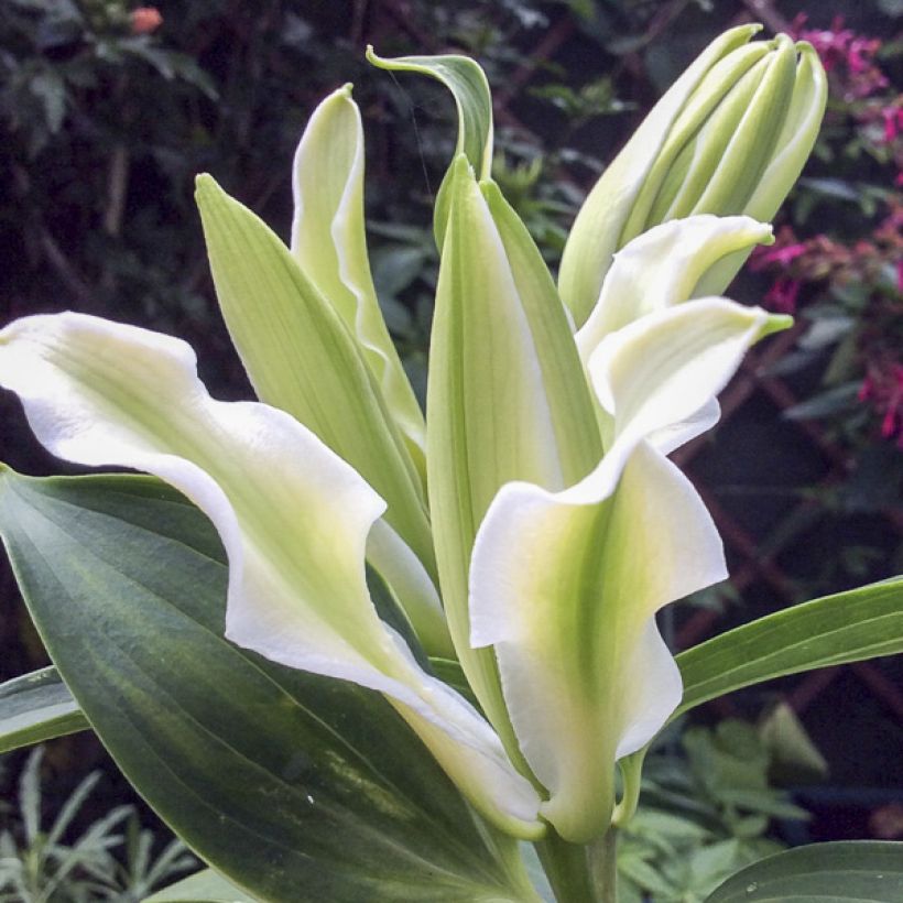 Lilium oriental Polar Star - Giglio orientale ibrido (Fioritura)
