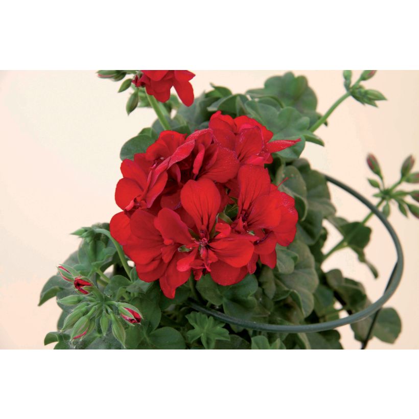 Geranio edera Double Royal Brillant Red (Fioritura)