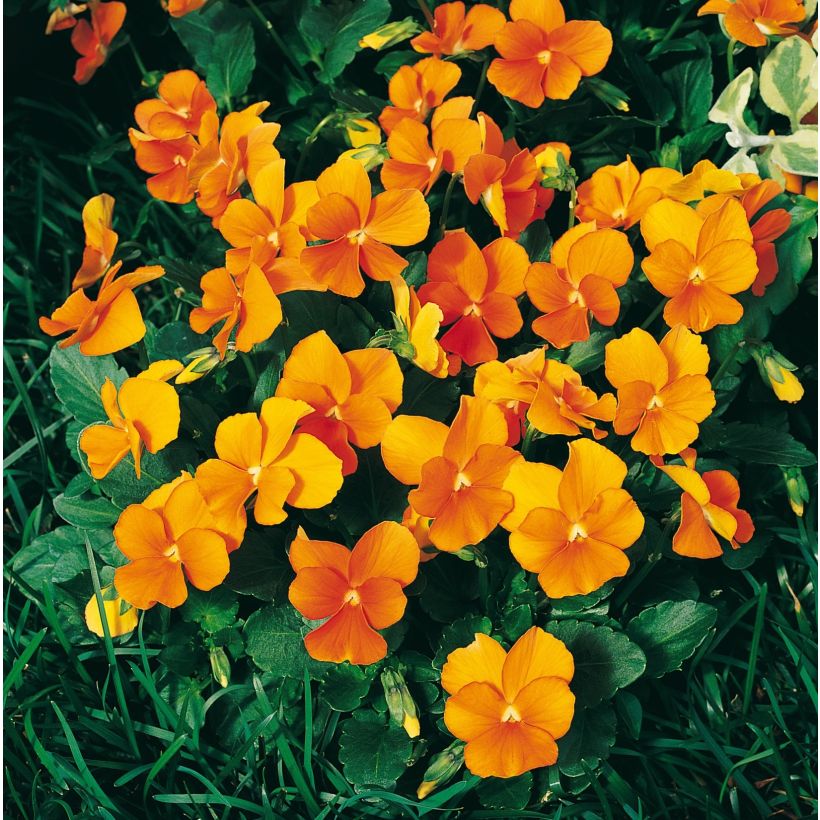 Viola cornuta F1 Penny Orange (Fioritura)