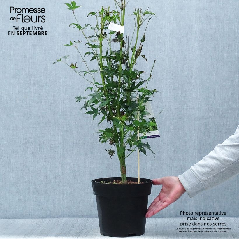 Esemplare di Acer palmatum Tsukasa Silhouette - Acero giapponese Vaso da 6L/7L come consegnato in autunno