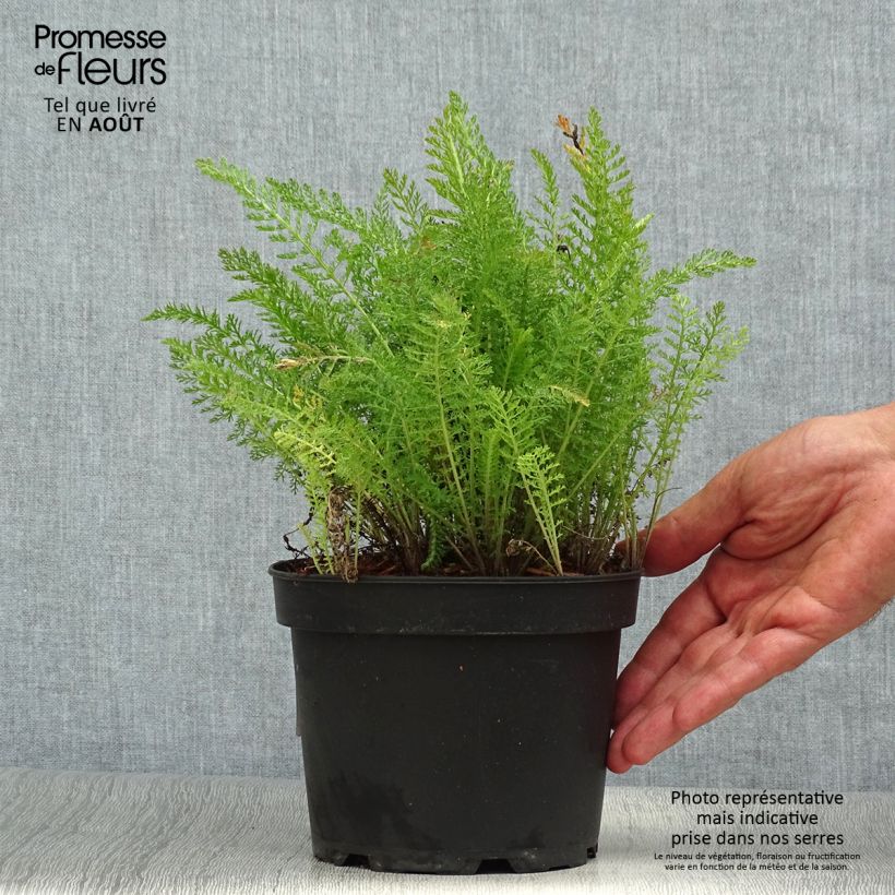 Esemplare di Achillea millefolium Summer Pastel Vaso da 2L/3L consegnato in estate