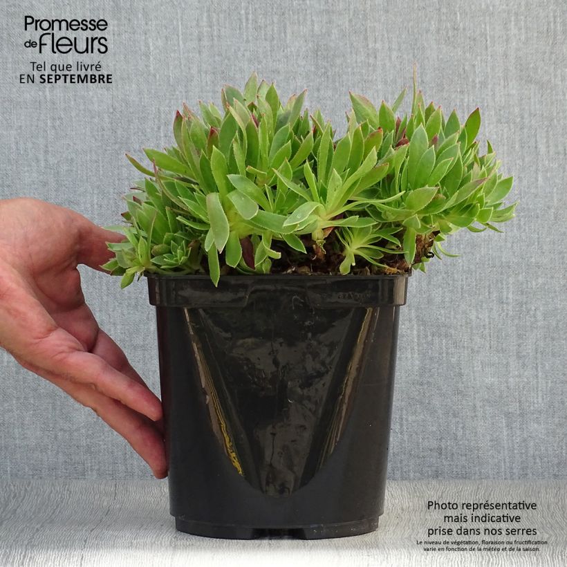 Esemplare di Aeonium arboreum Cornish Tribute Vaso da 3L/4L come consegnato in autunno