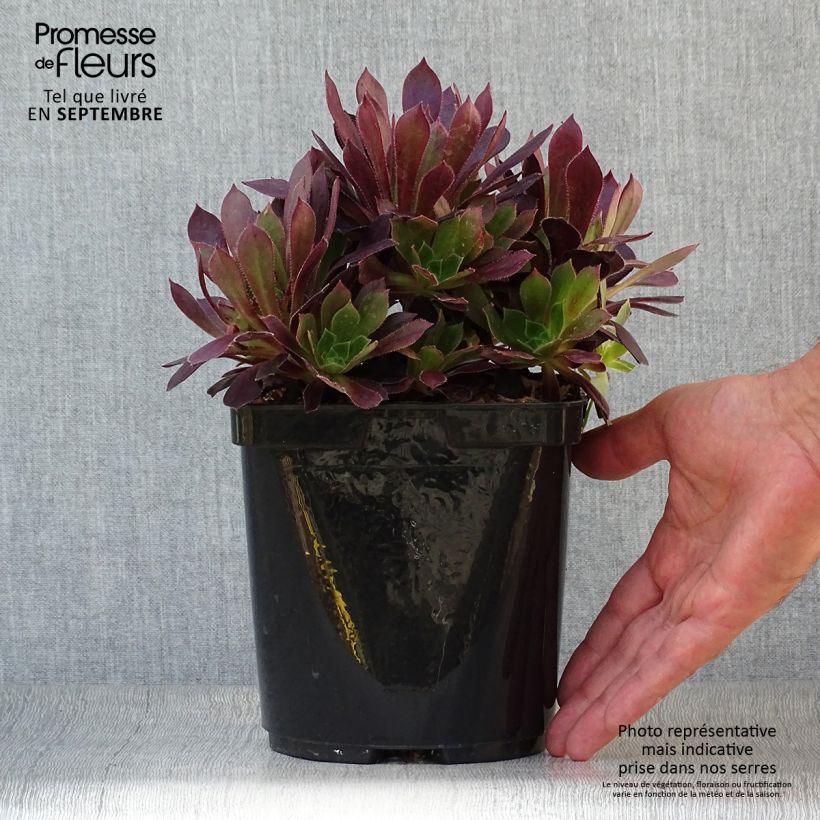 Esemplare di Aeonium arboreum Du Rozzen Vaso da 3L/4L come consegnato in autunno