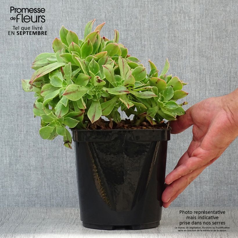 Esemplare di Aeonium leucoblepharum Vaso da 3L/4L come consegnato in autunno