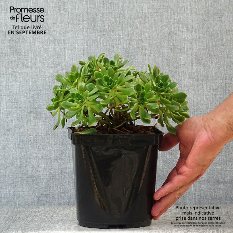 Esemplare di Aeonium occidentale Vaso da 3L/4L come consegnato in autunno