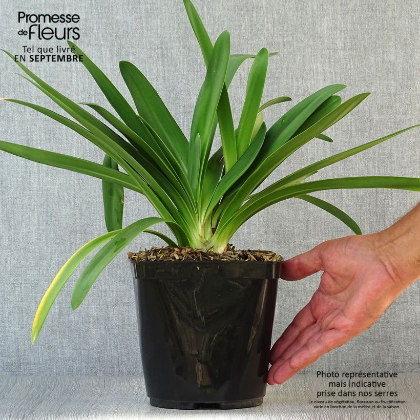 Esemplare di Agapanthus Full Moon Vaso da 2L/3L come consegnato in autunno