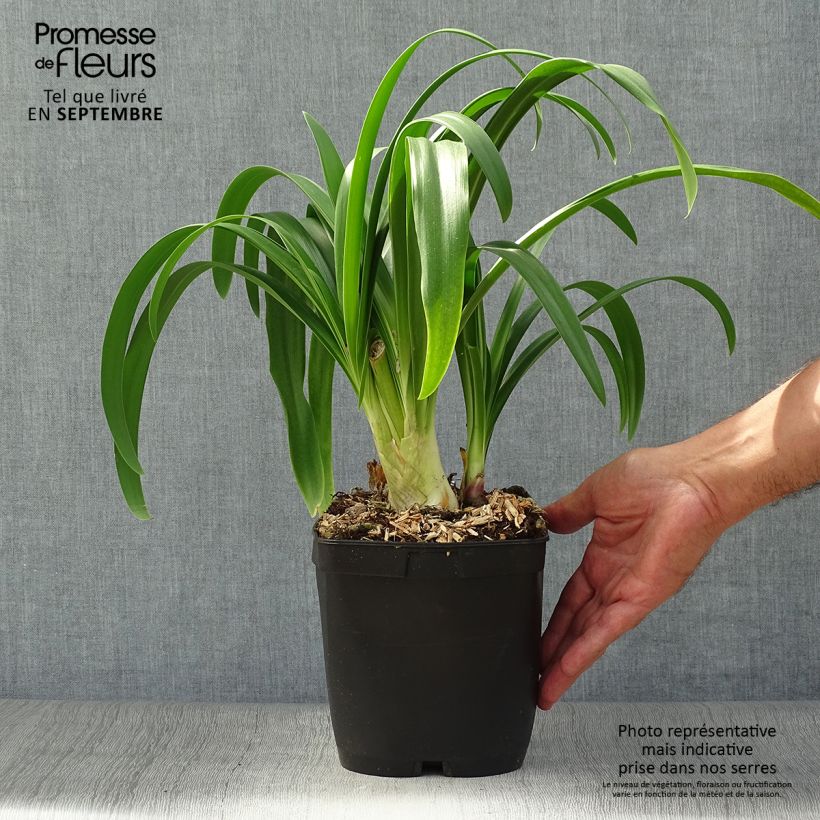 Esemplare di Agapanthus Vallée de l'Authion Vaso da 2L/3L come consegnato in autunno