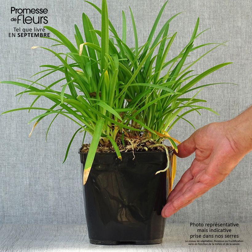 Esemplare di Agapanthus Vallée de la Romanche Vaso da 2L/3L come consegnato in autunno