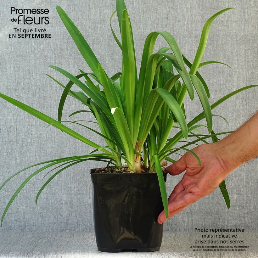 Esemplare di Agapanthus Vallée de la Sarthe Vaso da 2L/3L come consegnato in autunno