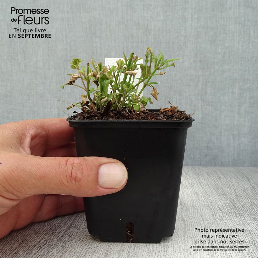 Esemplare di Agastache aurantiaca Apricot Sprite Vasetto da 8/9 cm come consegnato in autunno