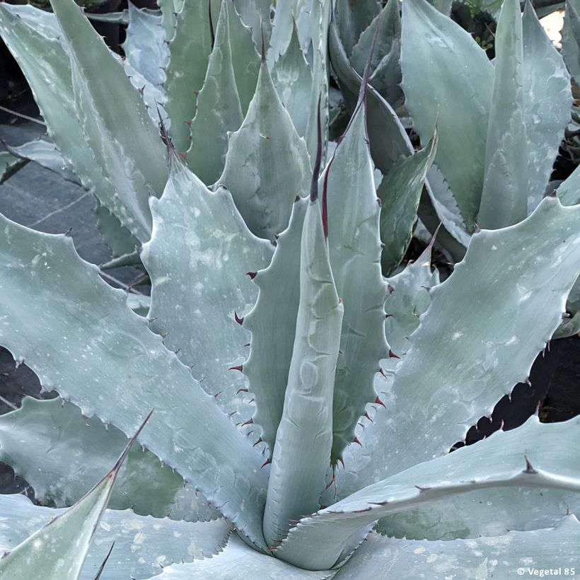 Agave durangensis (Fogliame)