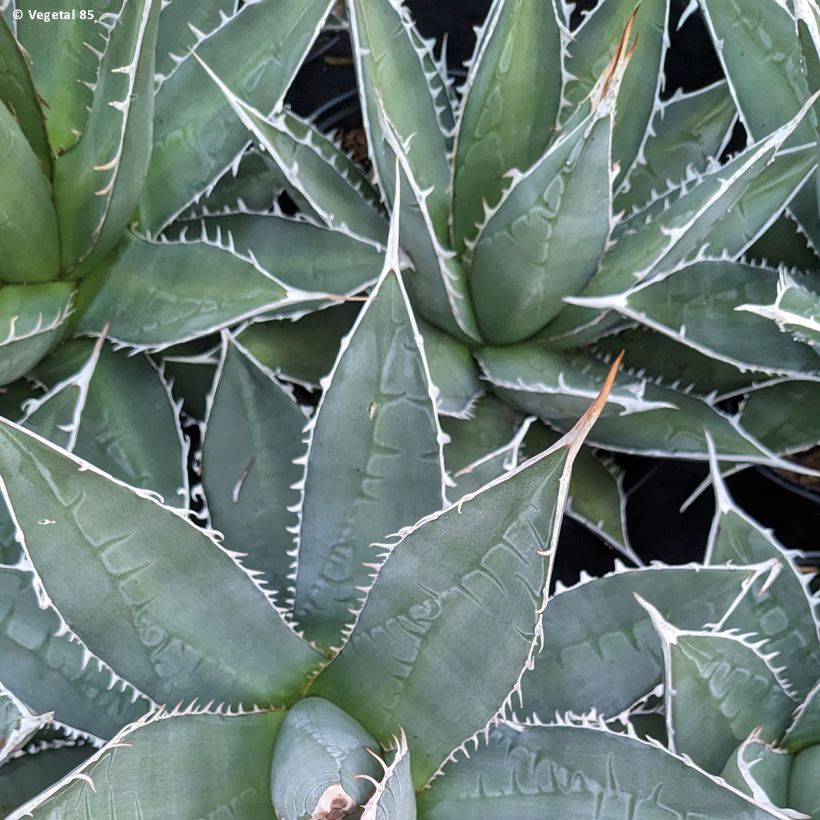 Agave kerchovei (Fogliame)