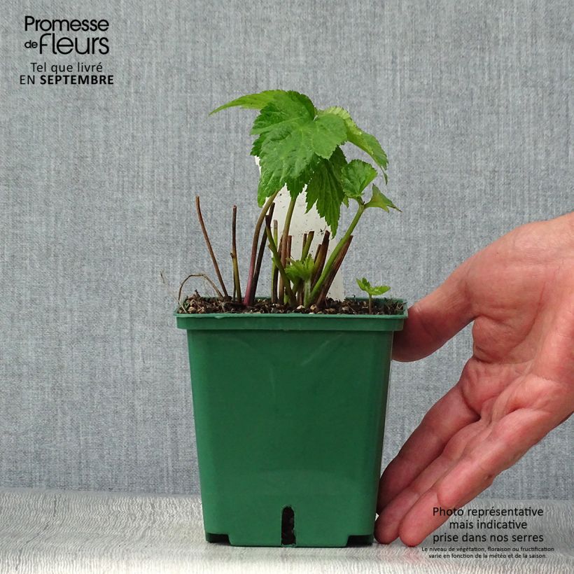 Esemplare di Anemone Whirlwind - Anemone giapponese Vaso da 1,5L/2L come consegnato in autunno