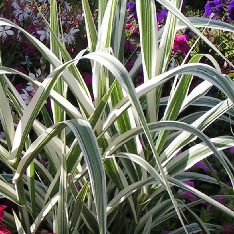 Arundo donax Versicolor - Canna comune (Fogliame)