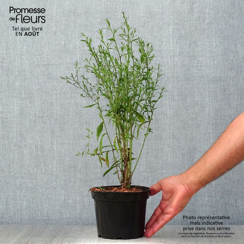 Esemplare di Aster cordifolius Blue Heaven Vaso da 2L/3L consegnato in estate