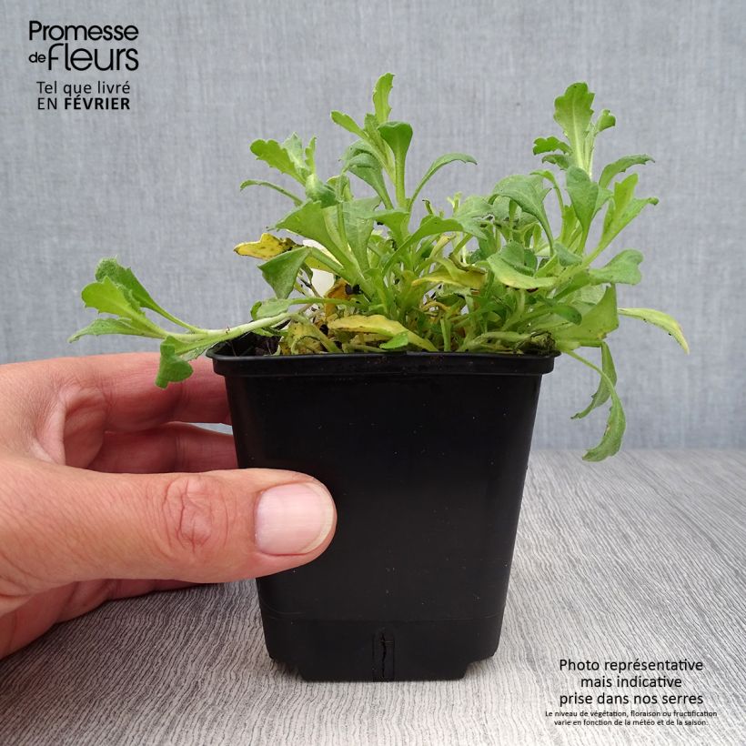 Esemplare di Aubrieta Cascade Red - Aubrezia Vasetto da 8/9 cm come consegnato in autunno