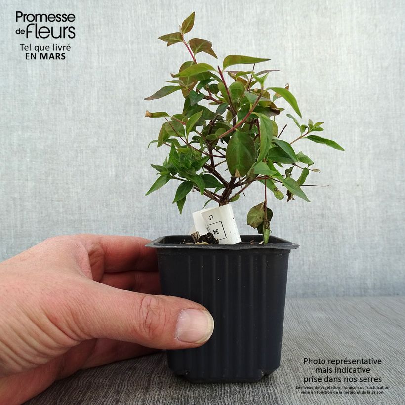 Abelia grandiflora Edward Goucher Vasetto da 8/9 cm esemplare consegnato in inverno