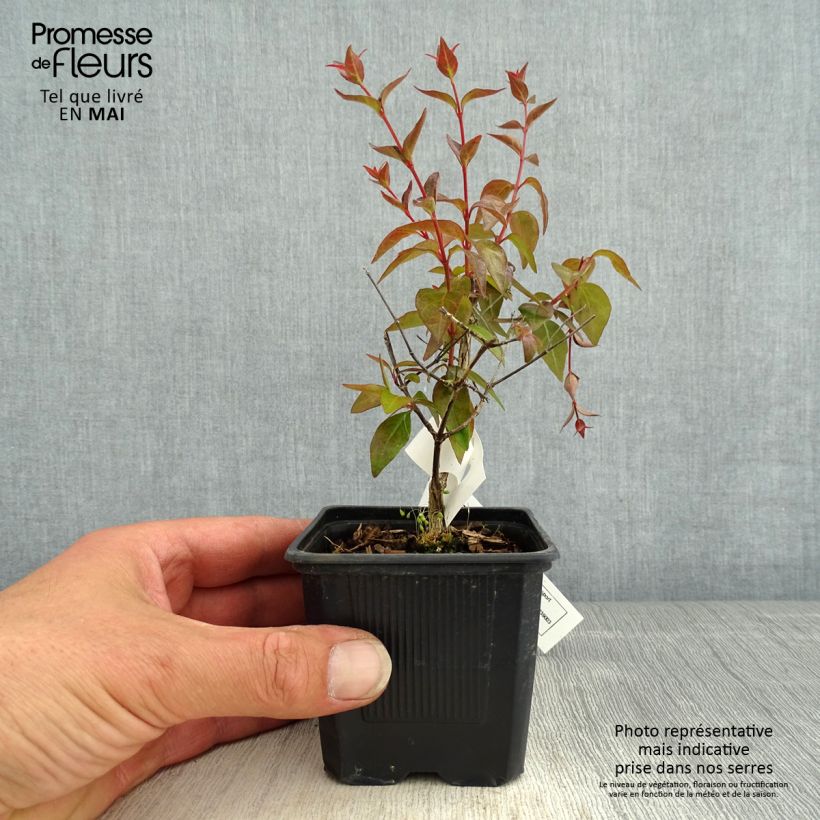 Abelia grandiflora Edward Goucher Vasetto da 8/9 cm esemplare consegnato in primavera