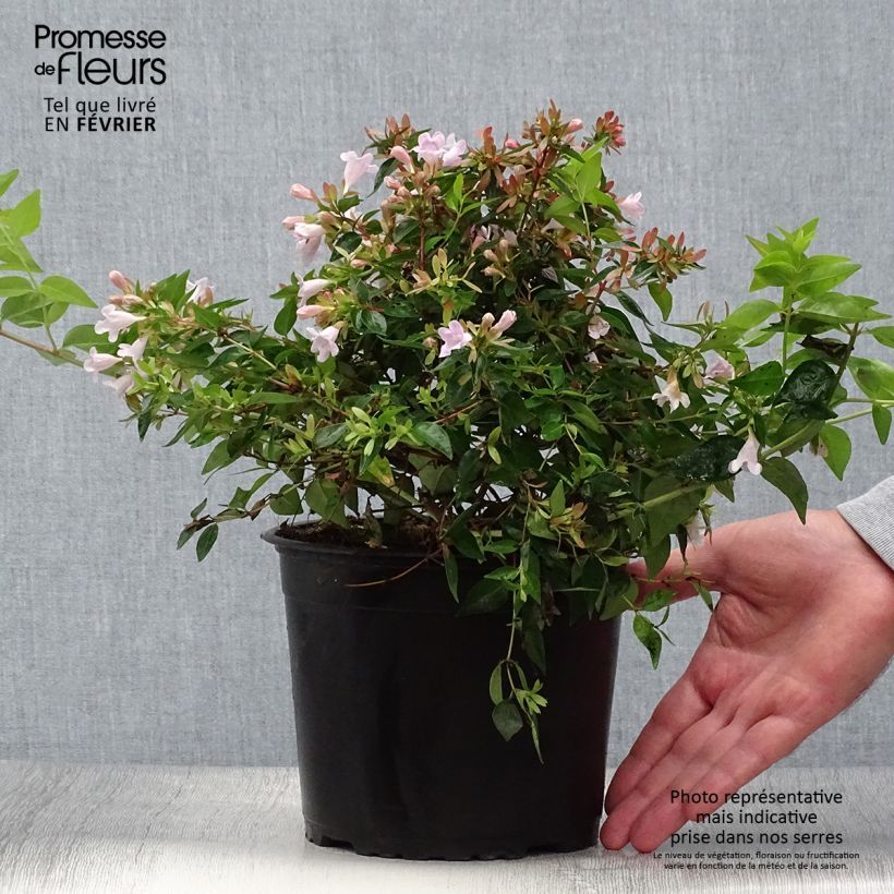 Esemplare di Abelia grandiflora Edward Goucher Vaso da 1L/1,5L come consegnato in autunno